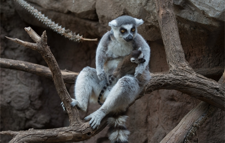 Julie Larsen Maher_5720_Ring-tailed Lemur and Baby_MAD_BZ_04 05 16_hr
